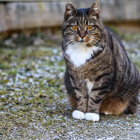 Hallmooshof Lejlighed *